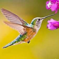 Hummingbird Game APK 1.2 Free Download latest version For Android