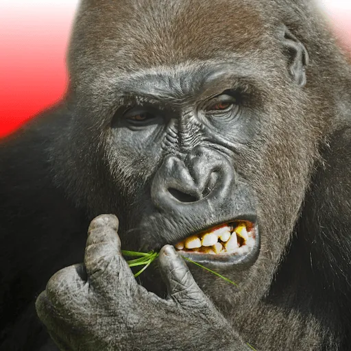 flying gorilla